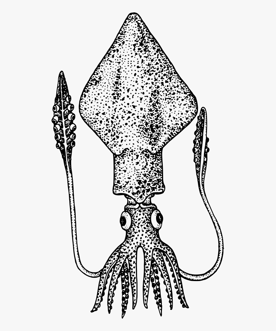 Colossal Squid Clipart, Transparent Clipart