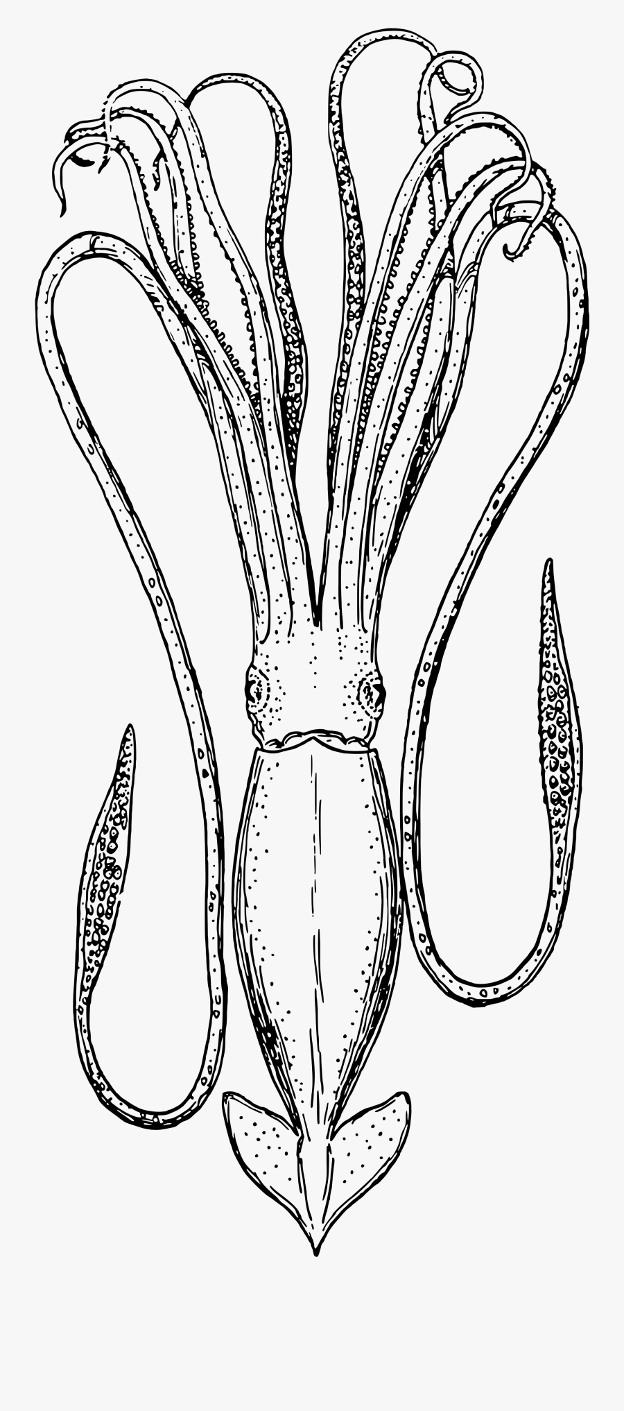 Squid Drawing Png, Transparent Clipart