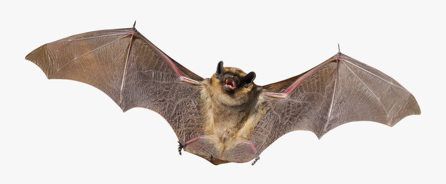 Transparent Flying Bats Png - Bat Png, Transparent Clipart