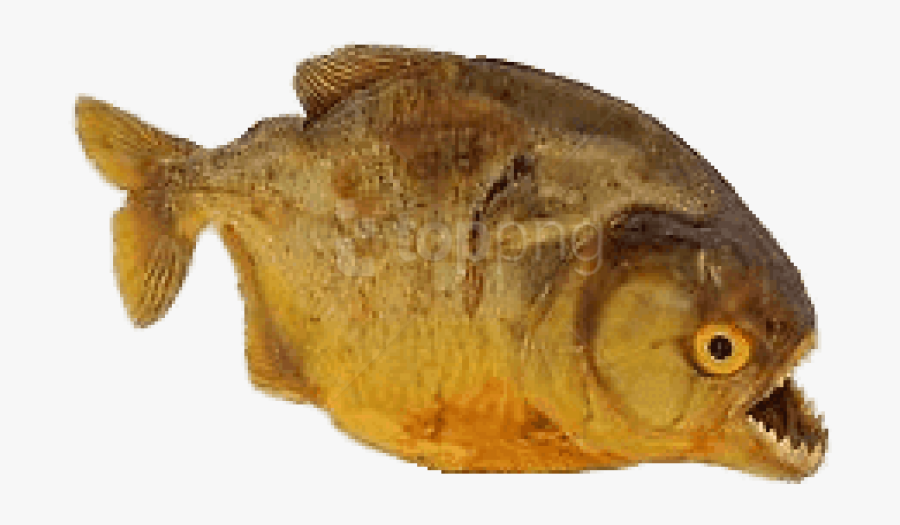 Download Piranha Images Background - Piranha Png, Transparent Clipart