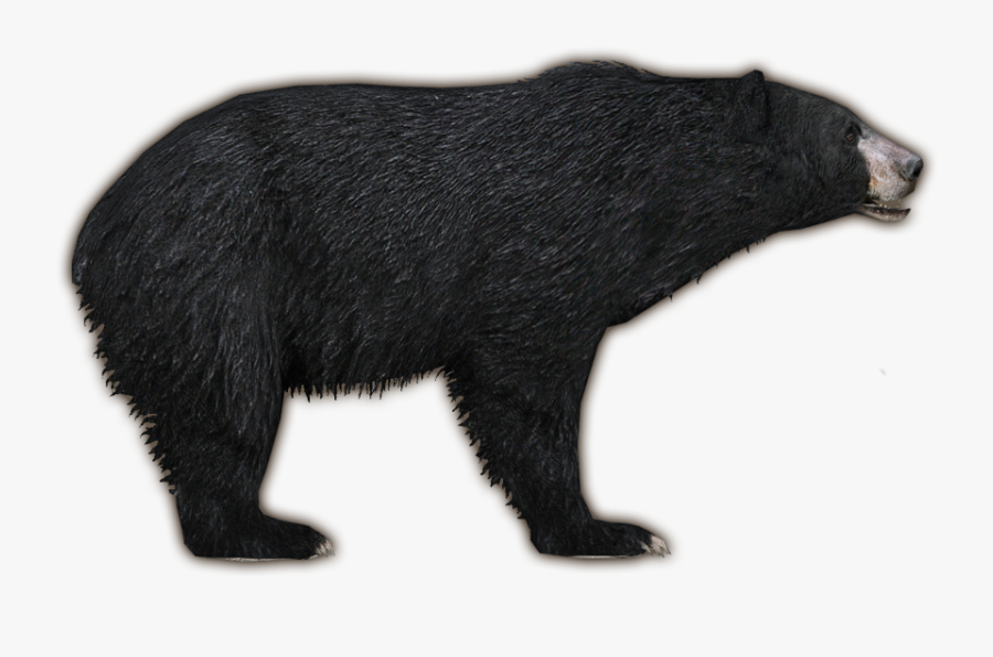 American Black Bear Png Free Image Download - American Black Bear, Transparent Clipart