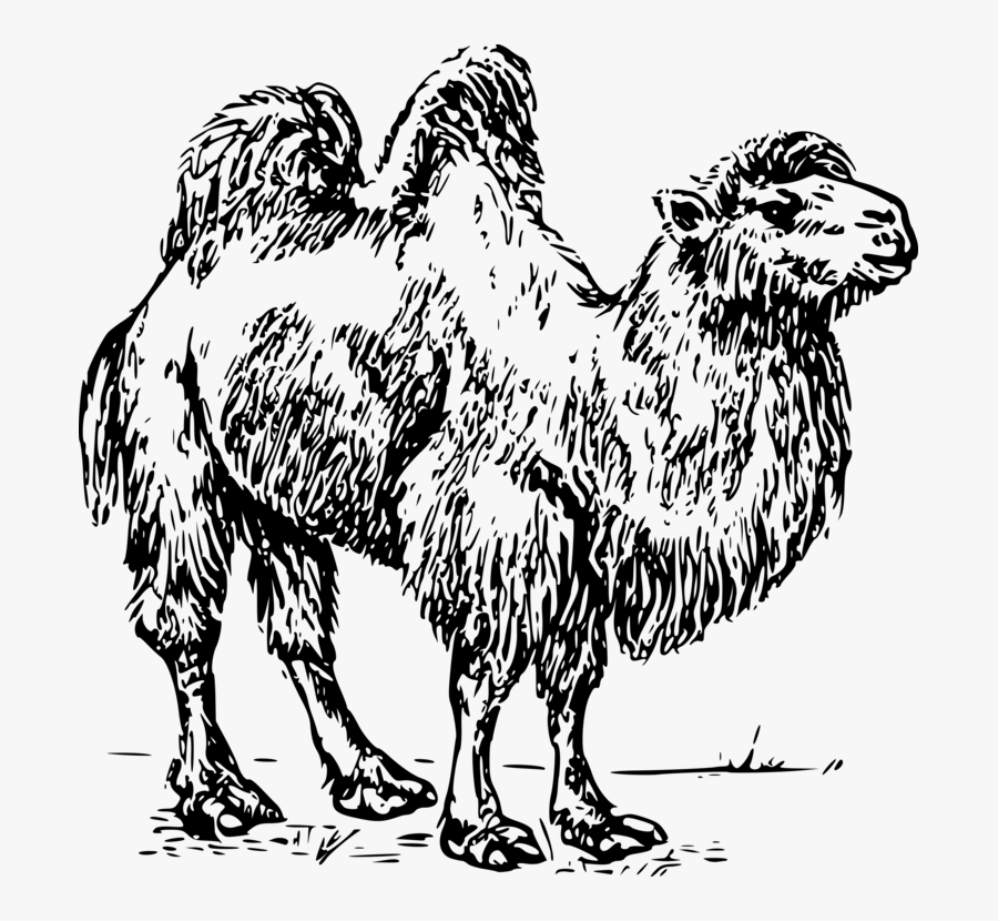 Camel Wool Cliparts - Bactrian Camel Clipart, Transparent Clipart
