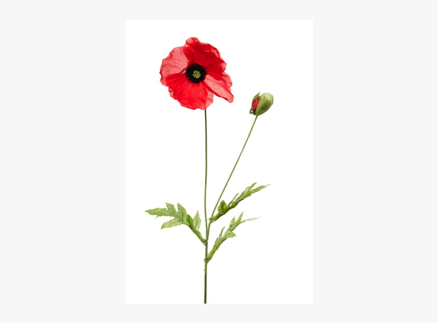 Corn Poppy, Transparent Clipart