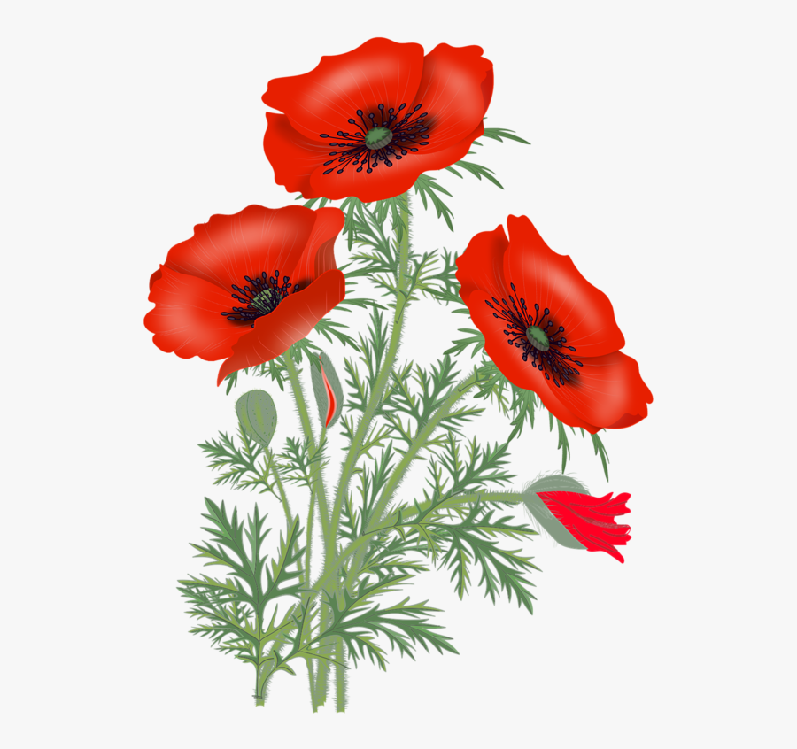 Transparent Poppies Png - Poppy Flower Png Transparent, Transparent Clipart