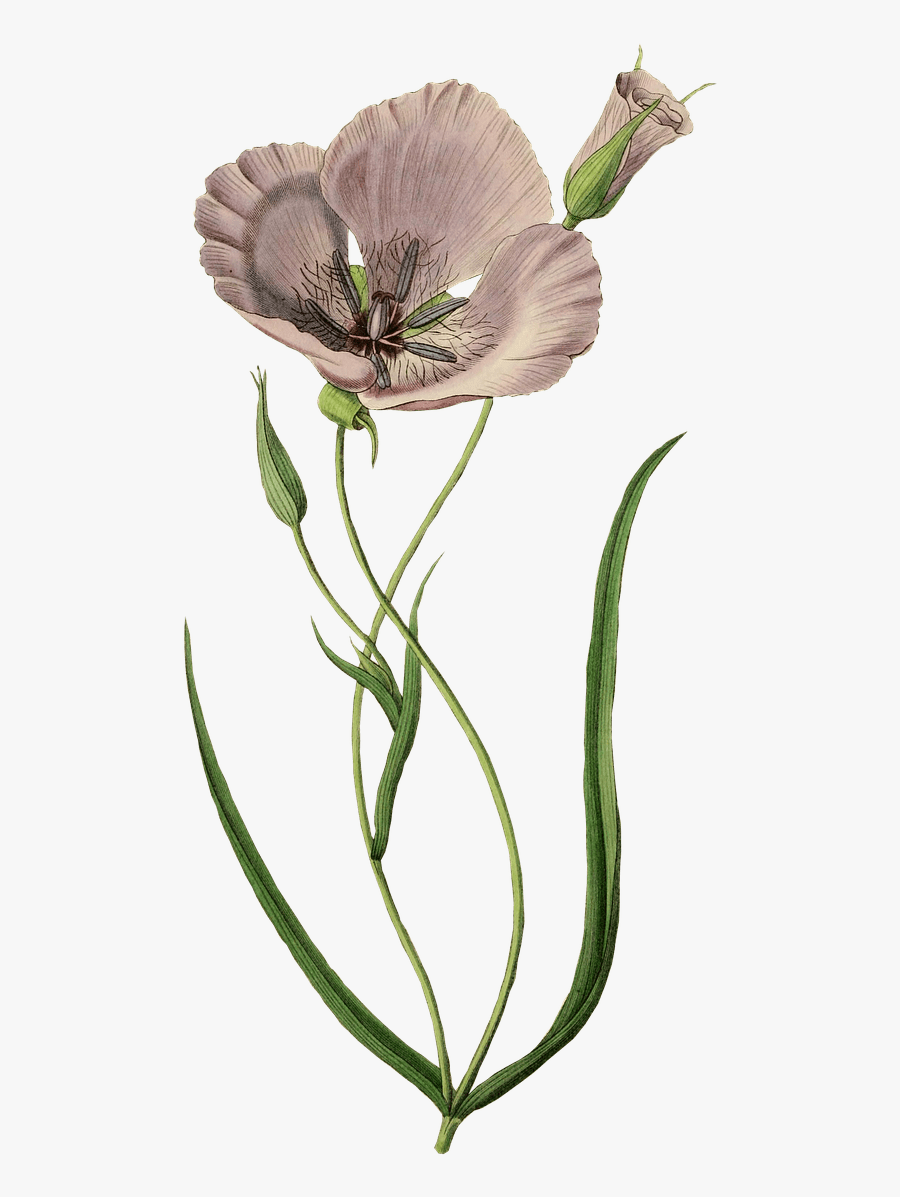 Mauve Poppy - Calochortus, Transparent Clipart