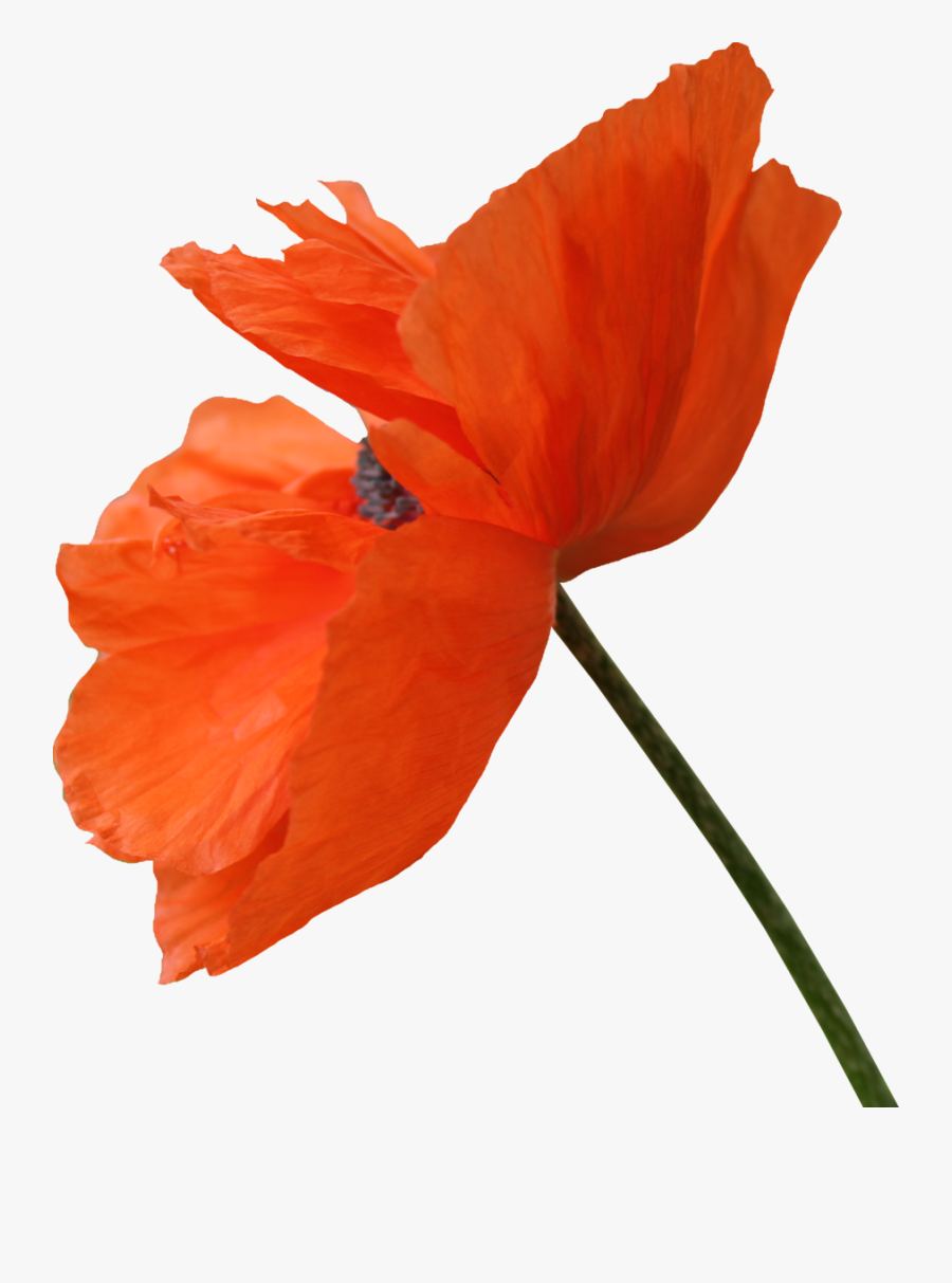 Transparent Red Pin Png - Poppy Png, Transparent Clipart