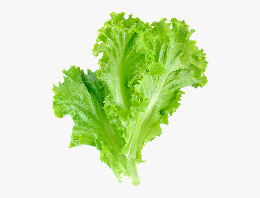 Romaine Lettuce Leaf Vegetable Salad Leaf Lettuce - Latus Leaf, Transparent Clipart