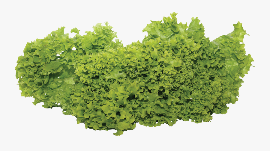 Lettuce Fixteen Isolated Stock - Garden Vegetables Png, Transparent Clipart