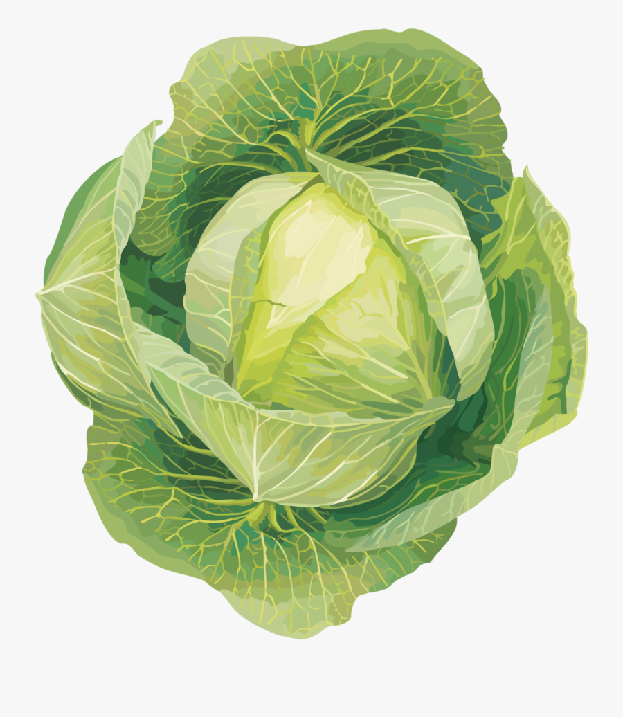 Cabbage Clipart Lettuce Leaf - Vegetables Clip Art, Transparent Clipart