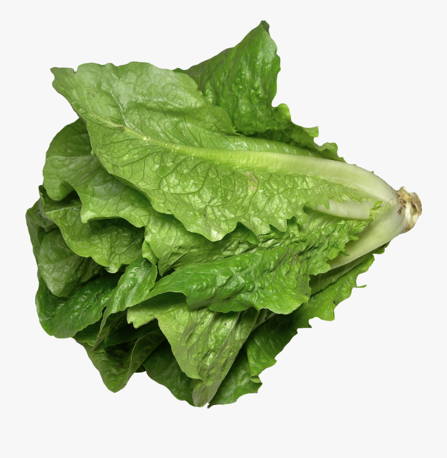 Lettuce Transparent Png, Transparent Clipart