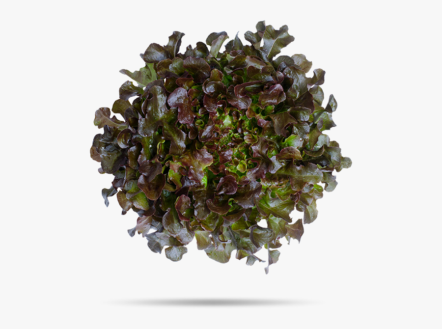 Transparent Oak Leaf Png - Ceylon Gooseberry, Transparent Clipart