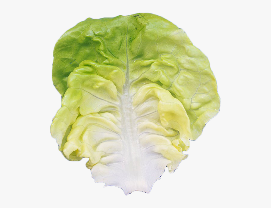 Romaine Lettuce Leaf Vegetable - Iceburg Lettuce, Transparent Clipart