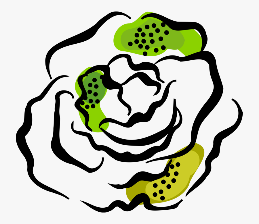 Vector Illustration Of Salad Green Edible Leaf Vegetable, Transparent Clipart