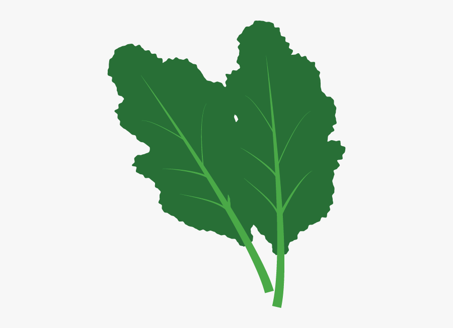 Swamp Chestnut Oak, Transparent Clipart