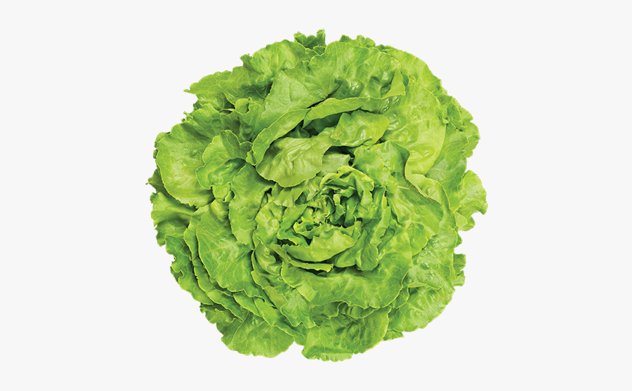 25 Years For Lettuce To Decompose In Landfill, Transparent Clipart