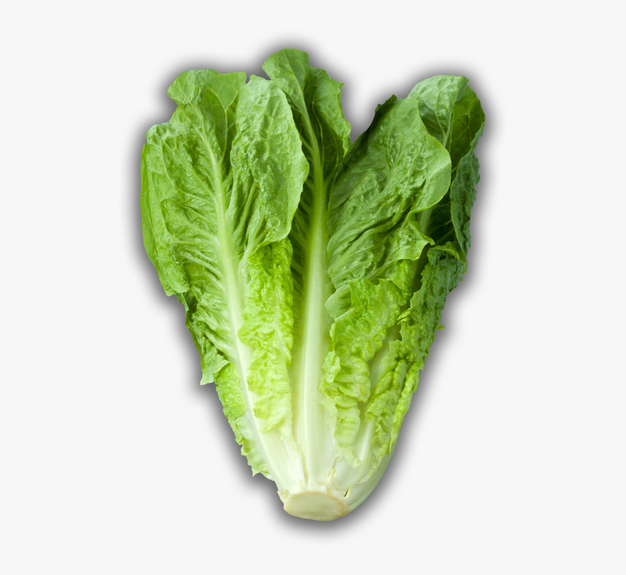 Romaine Lettuce - Individual Kinds Of Vegetables, Transparent Clipart