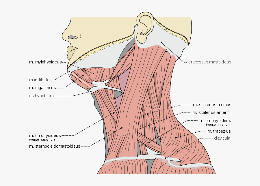Clip Art Back Muscles Images - Neck Scalene Muscles, Transparent Clipart
