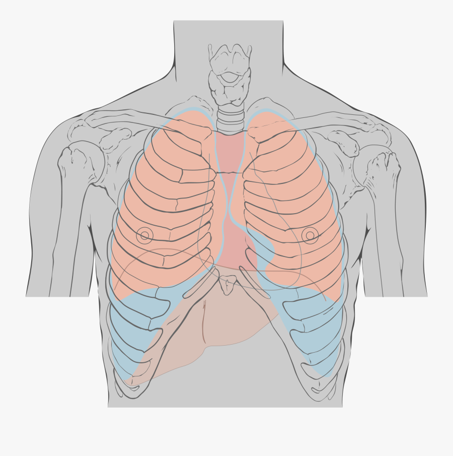 5 Landmarks Of The Heart, Transparent Clipart