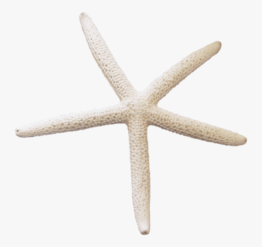 37354 - Transparent Background Starfish Png, Transparent Clipart