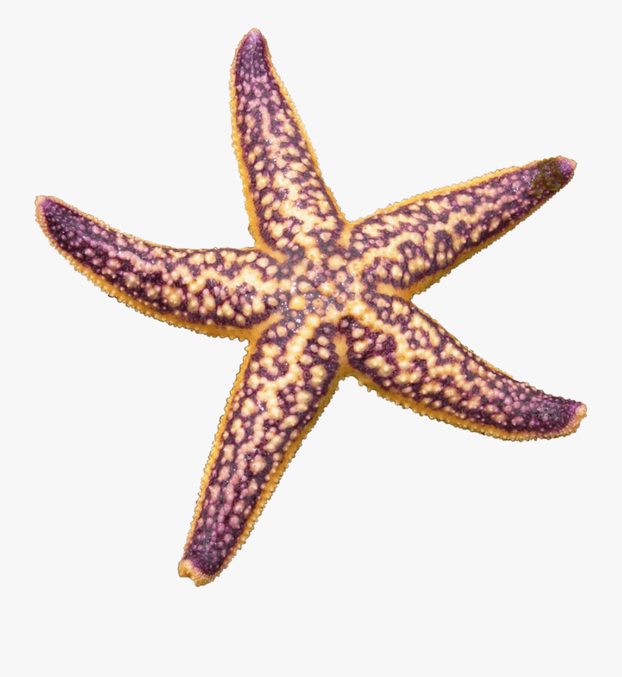 Starfish Purple - Starfish Png, Transparent Clipart