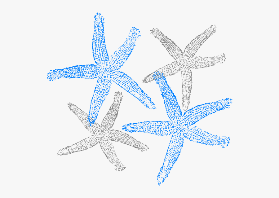 Drawing Starfish Marine Invertebrates - Clip Art Cute Starfish, Transparent Clipart