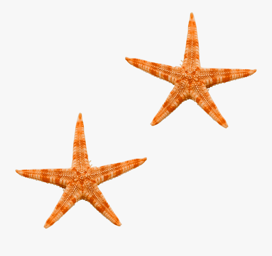 Ocean Star Png, Transparent Clipart