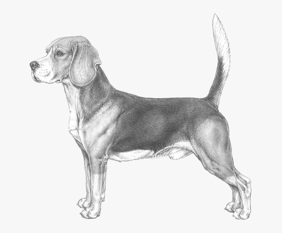 Transparent Beagle Png - Standard Beagle, Transparent Clipart