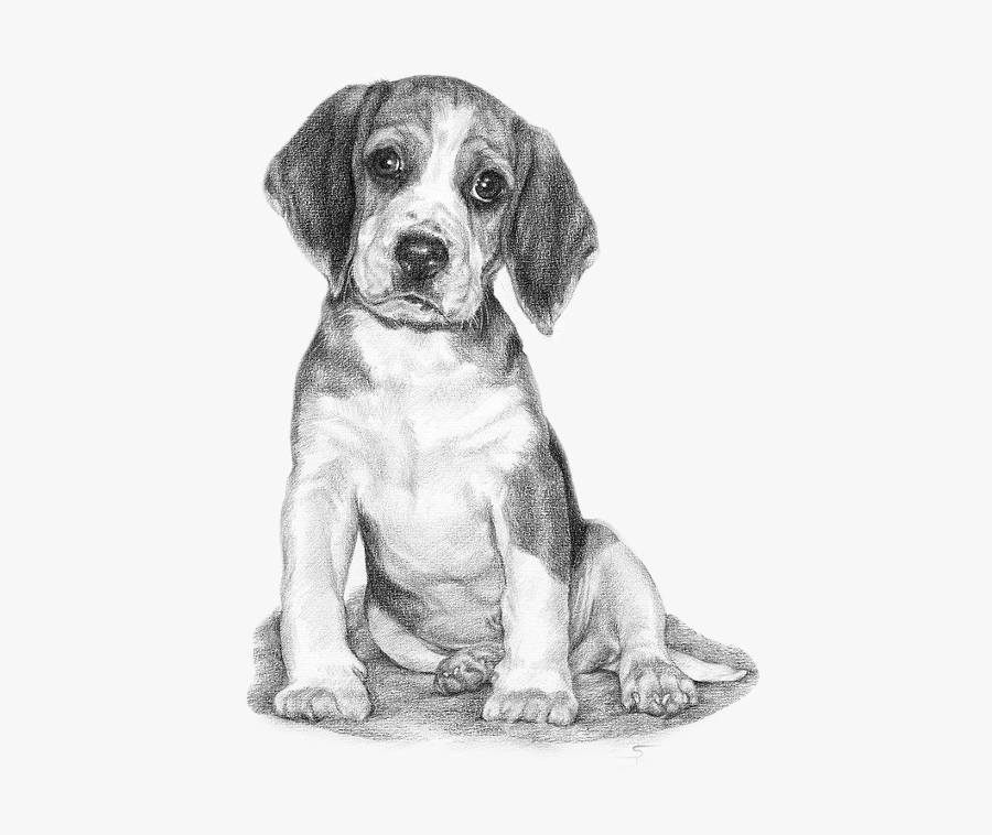 Beagle Freetoedit - Drawing Of A Dog Shaking Water Pencil, Transparent Clipart