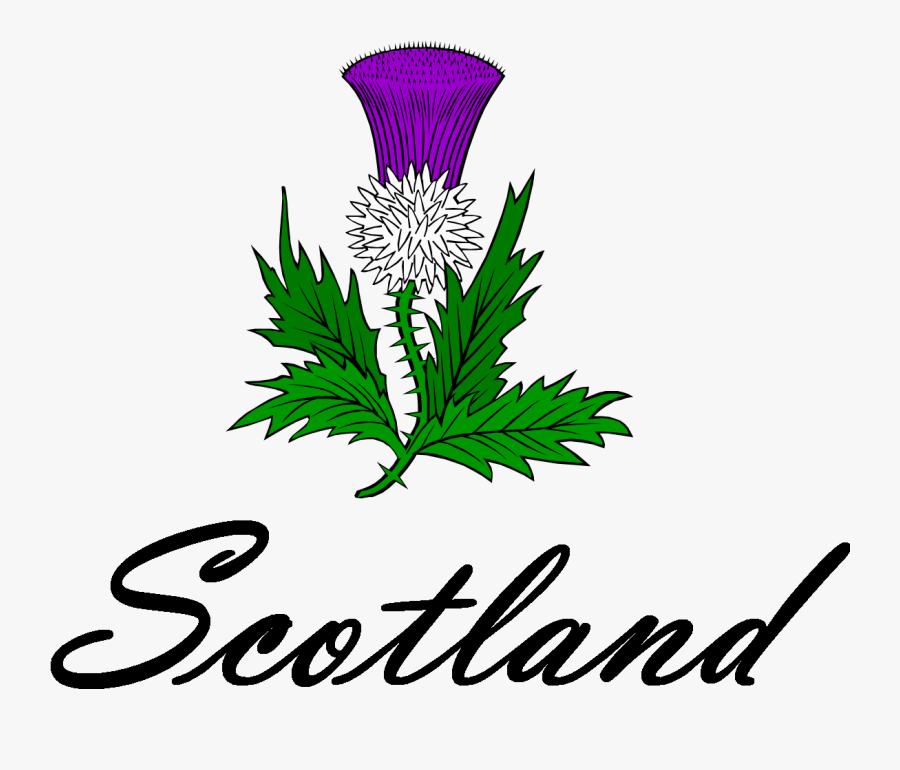 Png Download , Png Download - Clip Art Scottish Thistle, Transparent Clipart