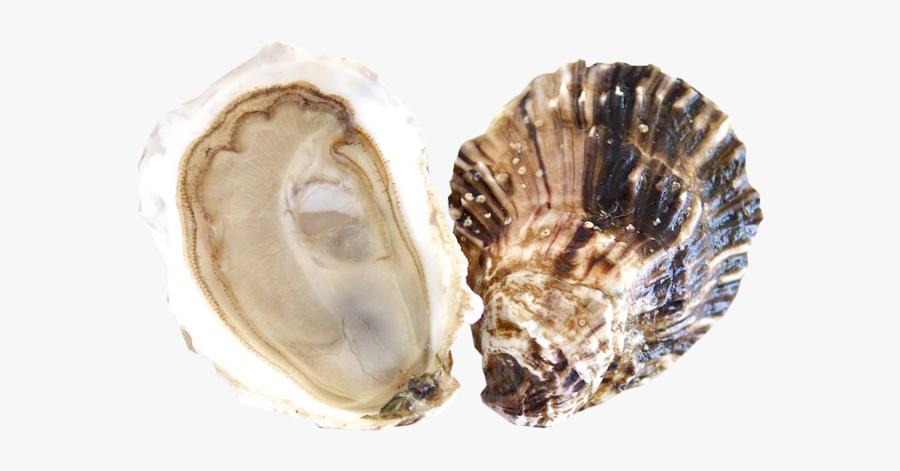 Clip Art Oysters Images - Fishers Island Oysters, Transparent Clipart