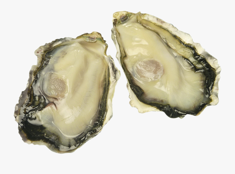 Oyster,oysters - Tiostrea Chilensis, Transparent Clipart