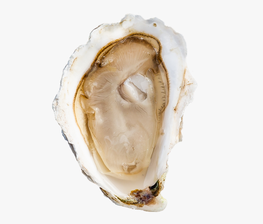 Tiostrea Chilensis, Transparent Clipart