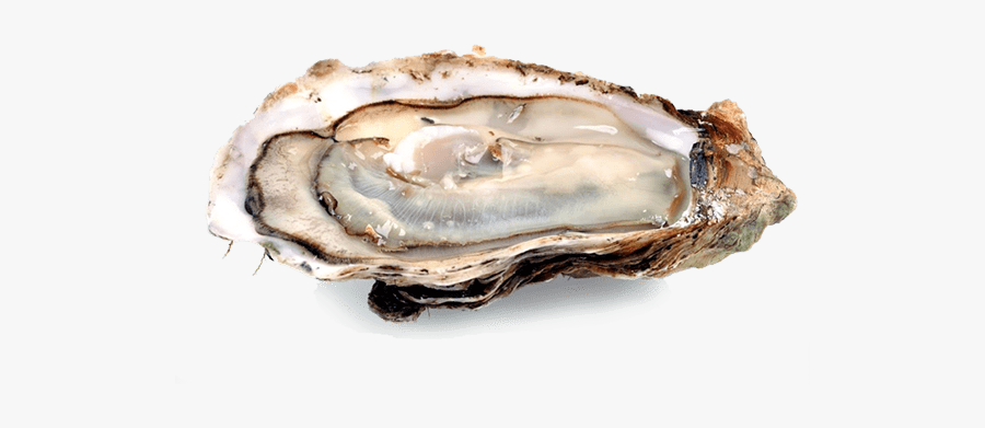 Oyster Freetoedit - Oyster Png, Transparent Clipart
