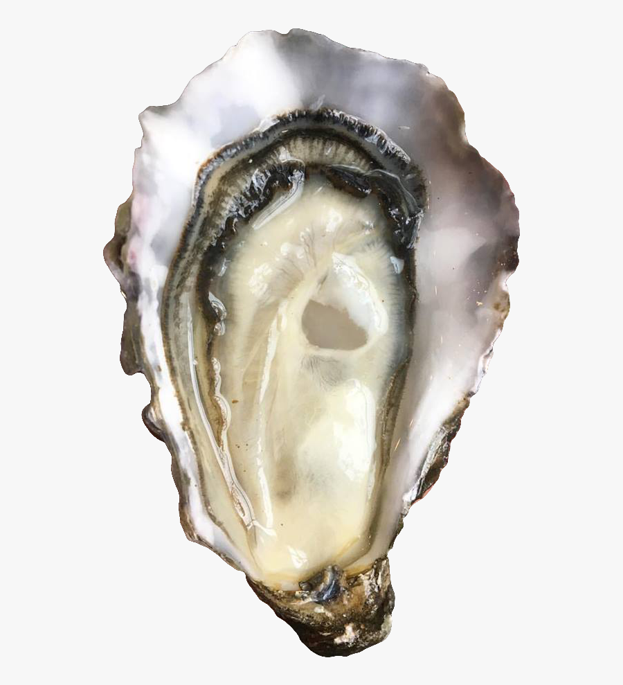 Oyster Png, Transparent Clipart
