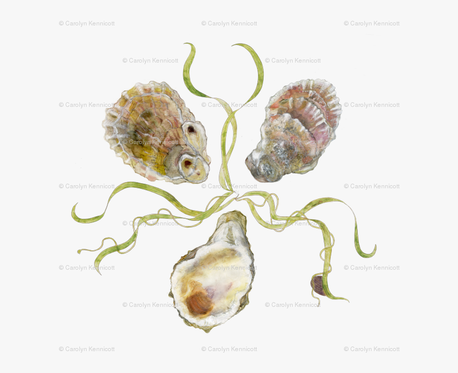 Transparent Oysters Png - Tiostrea Chilensis, Transparent Clipart
