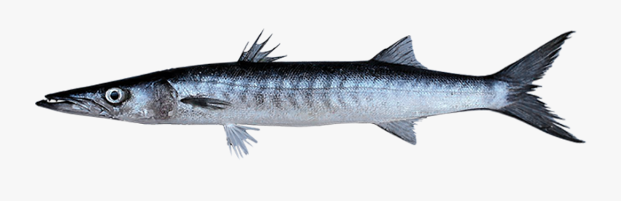 Mexican Barracuda, Transparent Clipart