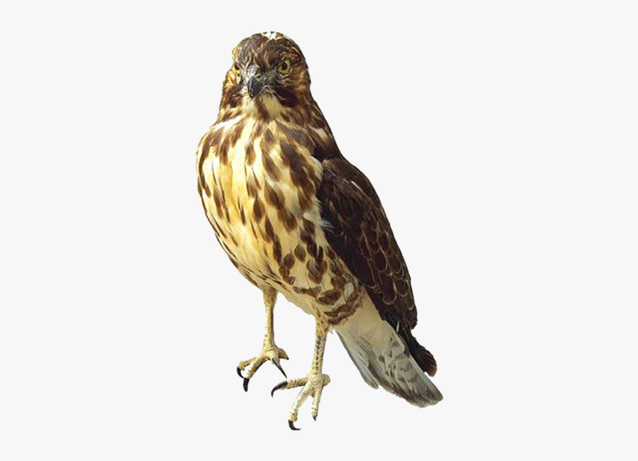 Red Tailed Hawk Png - Hawk Png, Transparent Clipart