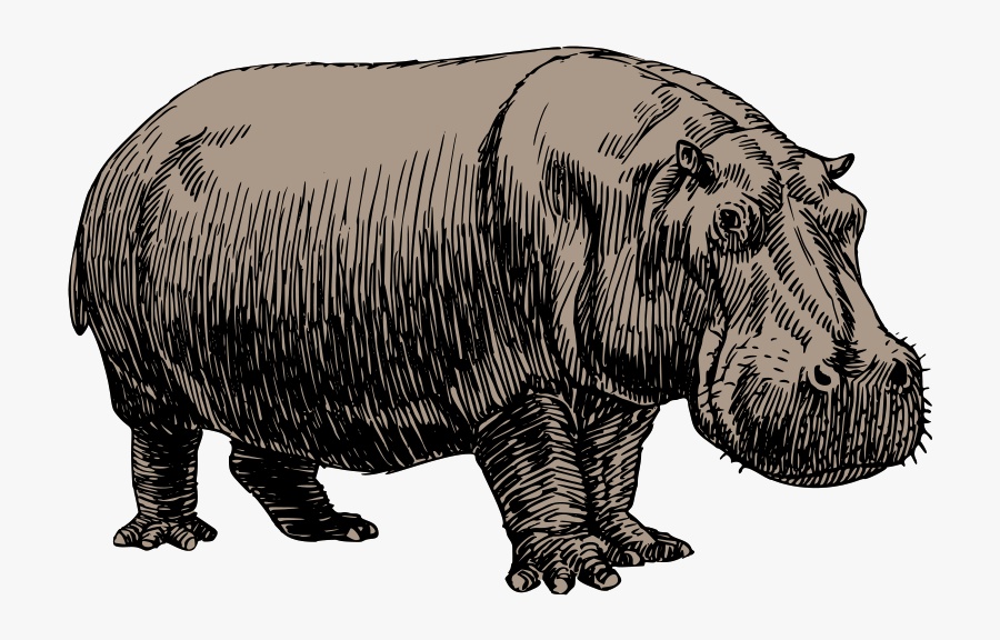 Clip Art Hippopotamus Gorgops - Black And White Pictures Of Farm Hippopotamus, Transparent Clipart