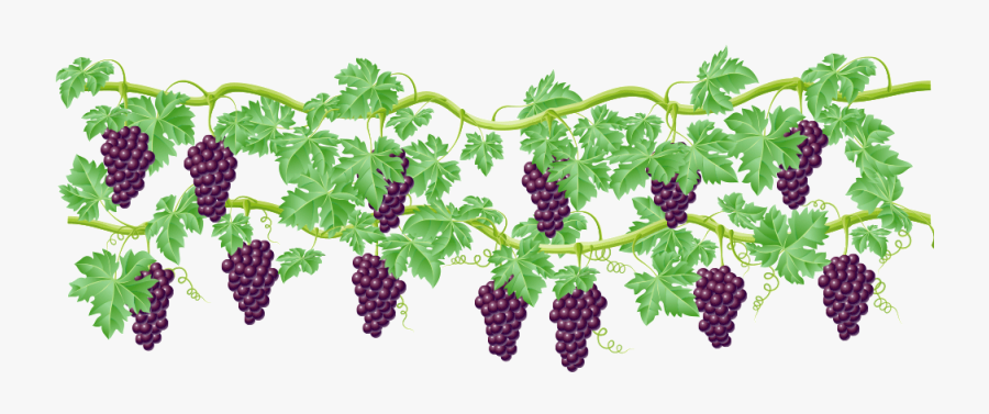 Transparent Crop Clipart - Grape Vines Clipart Png, Transparent Clipart