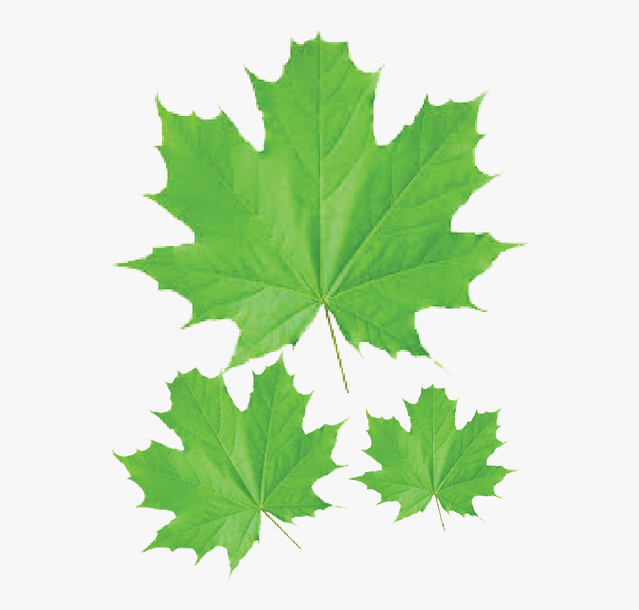Maple Leaf Transparent Png - Definition Of Plant Leaf, Transparent Clipart
