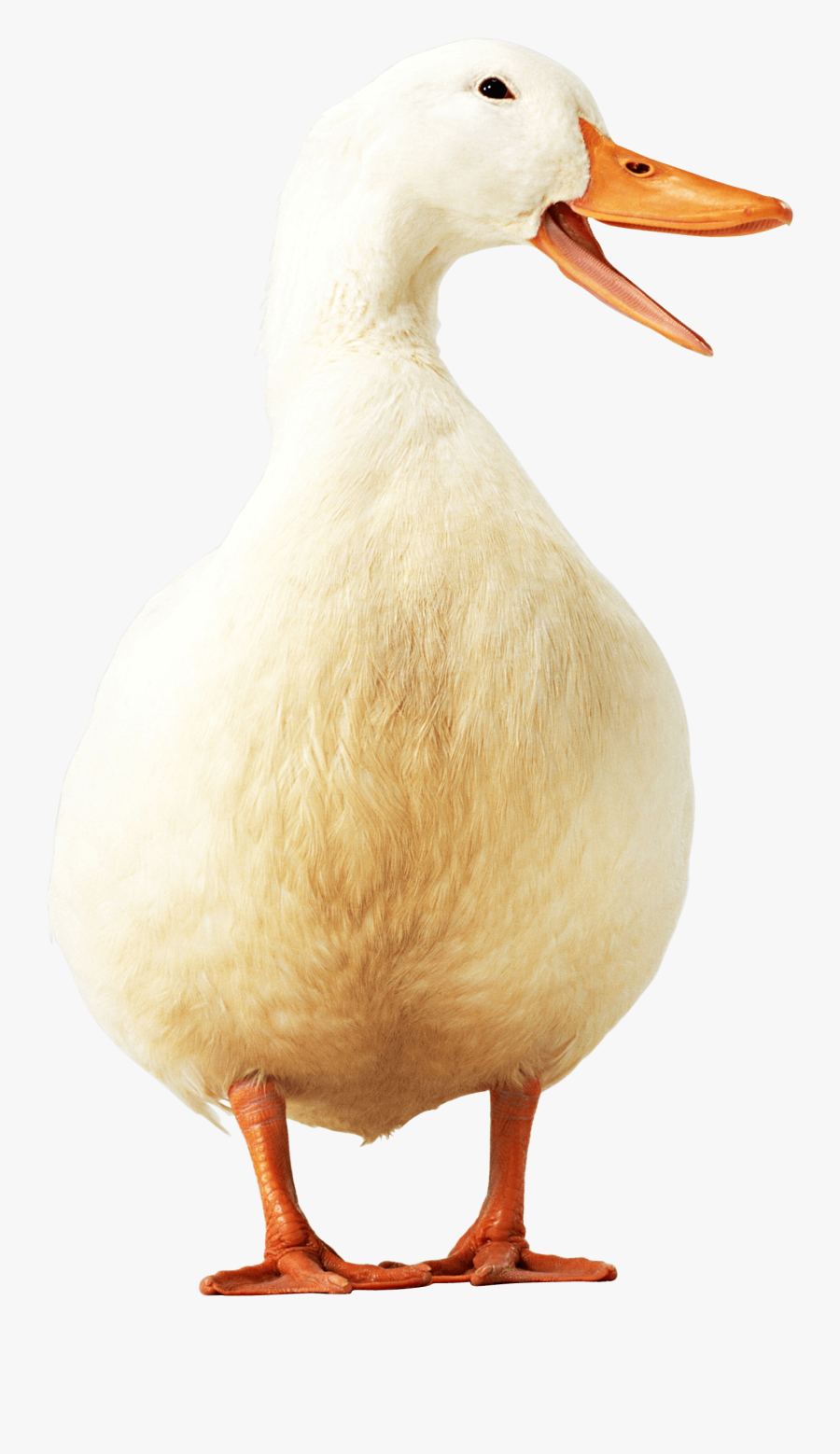 Yellow Duck Png Image - Ducks No Background , Free Transparent Clipart