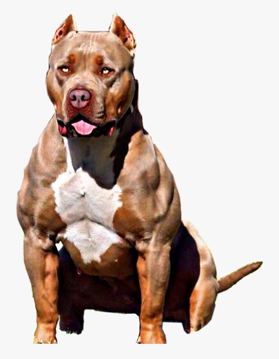 # Pitbull #pitbull #pit #pitbulllove #pitbullterrier - American Bully Bossy Kennels, Transparent Clipart