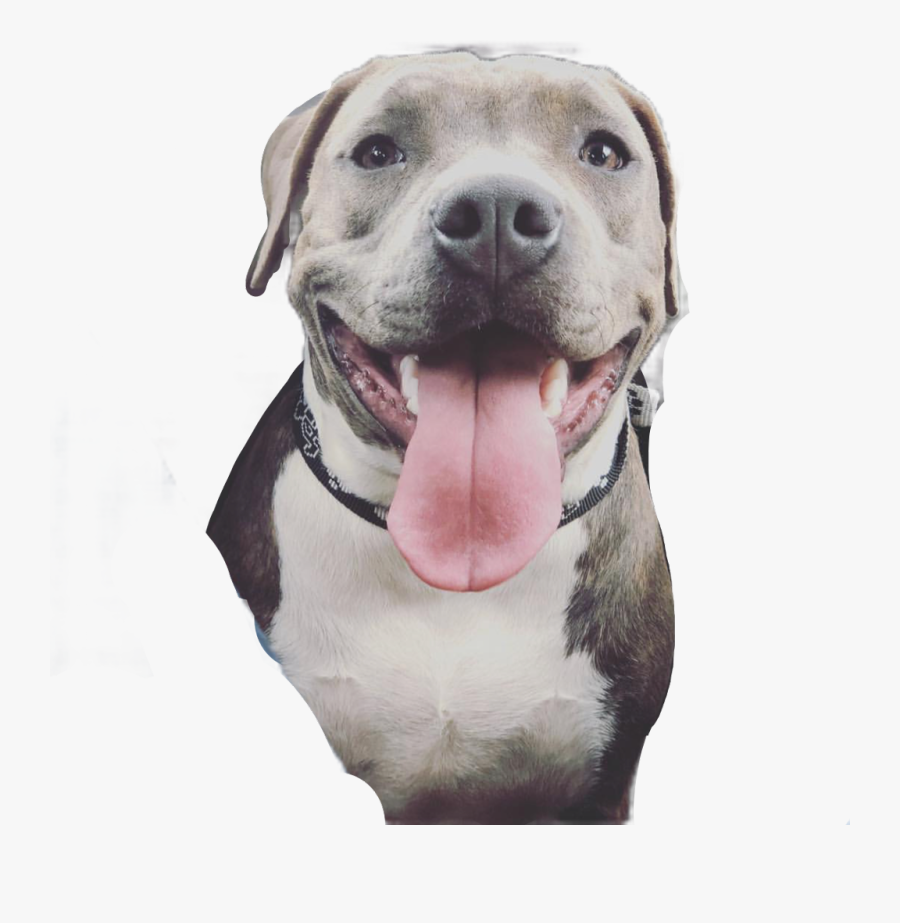 Bully Pitbull American Bully Bulldog Bull - Pit Bull, Transparent Clipart