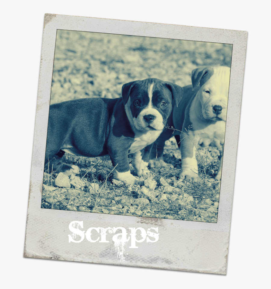 Transparent Pitbull Png - Blue Nose Pitbulls Dog, Transparent Clipart