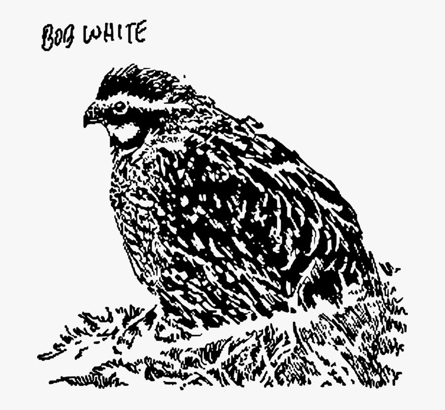 Owl,art,monochrome Photography - Owl, Transparent Clipart