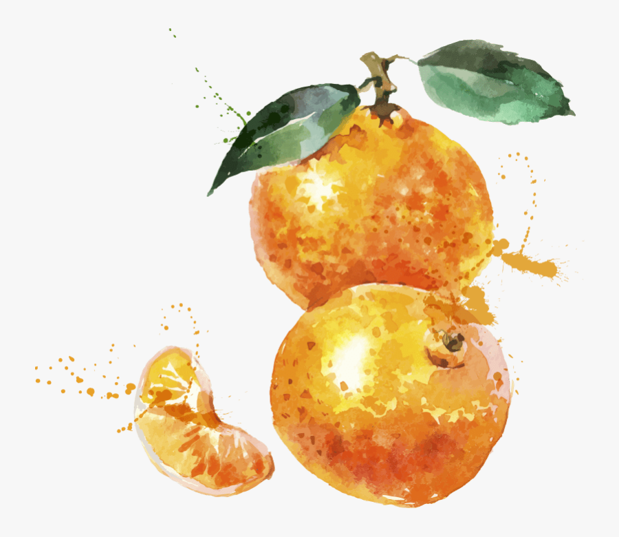 Tangerine Watercolor, Transparent Clipart