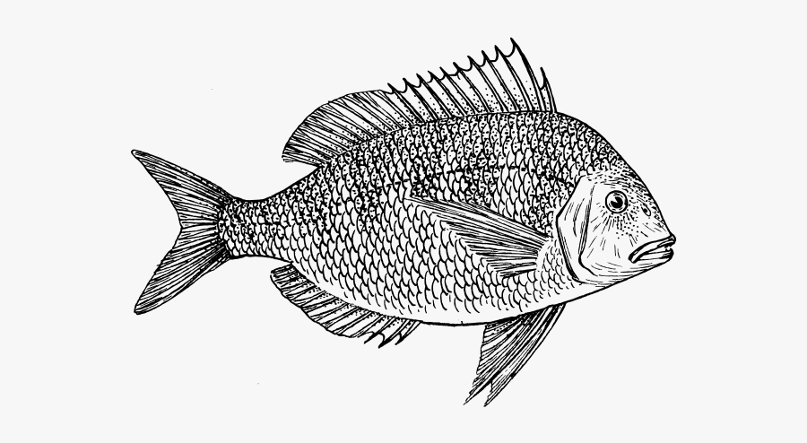 Scottish Thistle Clipart, Transparent Clipart