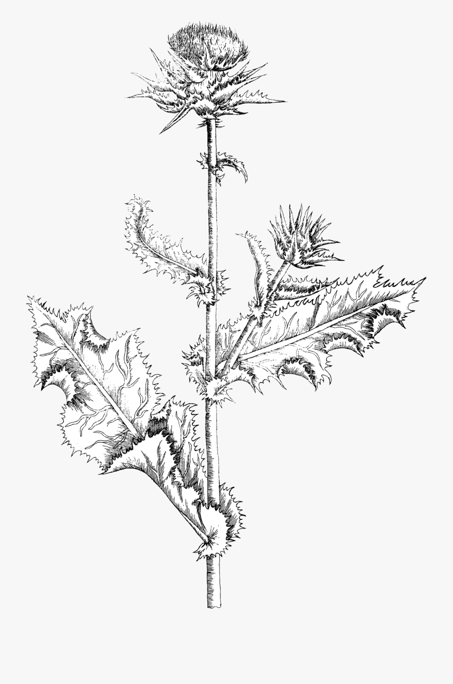 Drawing Milk Thistle Sketch - Milk Thistle Black And White, Transparent Clipart