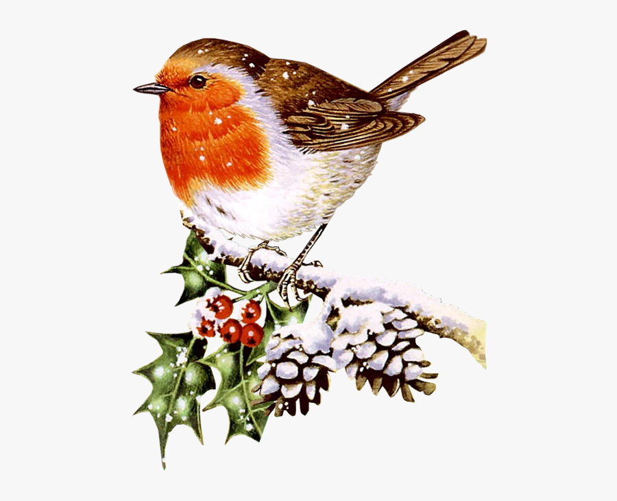 Transparent Oranges Clipart - Birds In Winter Clip Art, Transparent Clipart