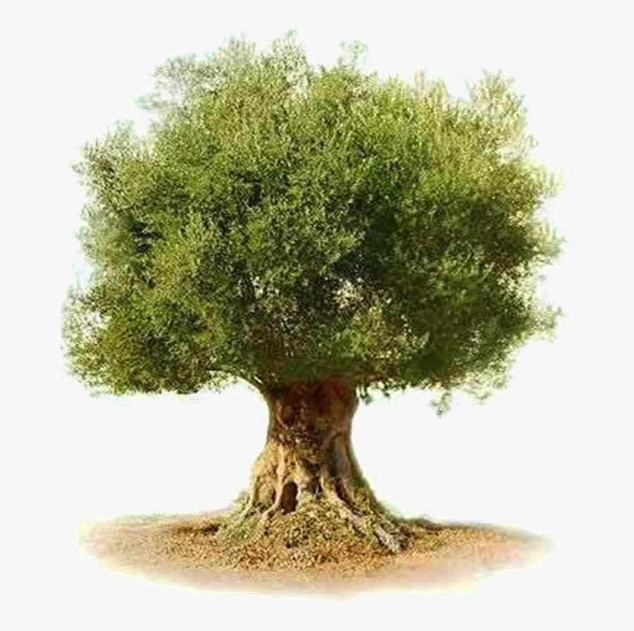 Olive Tree Plant Text - Olive Tree Transparent Background, Transparent Clipart